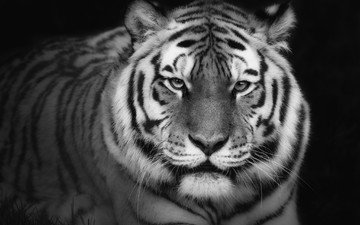 тигр, фон, взгляд, хищник