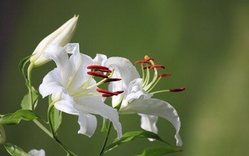 цветы, лилия, белая