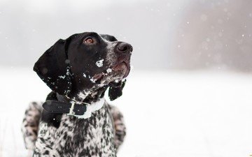 снег, зима, собака, друг, ошейник