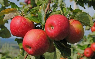 ветка, природа, листья, фрукты, яблоки
