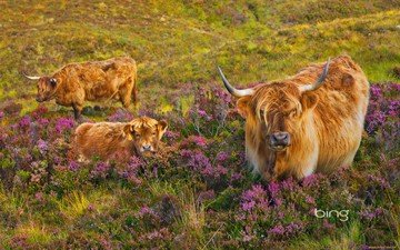 корова, телёнок, вереск, лохматые шотландские коровы