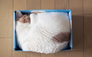 кошка, спит, дом, коробка