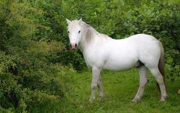 лошадь, трава, деревья, белый, конь