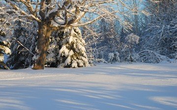 деревья, снег, лес, зима, канада