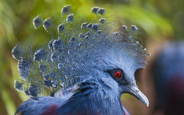 птицы, птица, клюв, перья, голубь, victoria crowned pigeon, венценосный, веероносный, веероносный венценосный голубь
