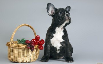собака, щенок, корзина, ягоды, французский бульдог
