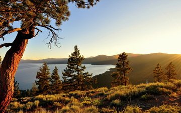 озеро, природа, дерево, калифорния, сосна, озеро тахо