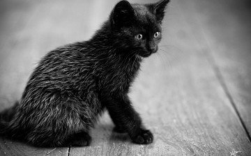 кошка, взгляд, котенок, черный, сидит