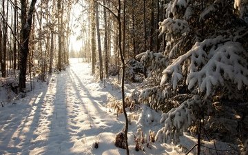 деревья, снег, лес, зима, тропа