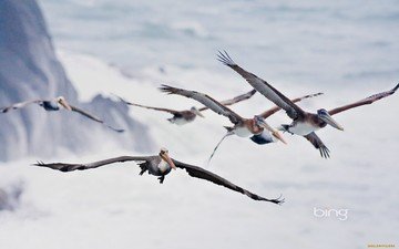 море, полет, крылья, птицы, пеликаны