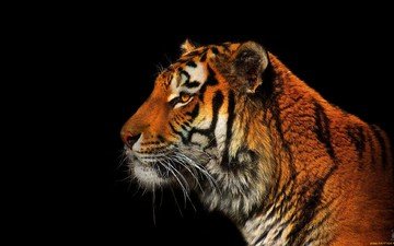 тигр, хищник, профиль, черный фон