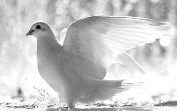 крылья, белый, птицы, клюв, перья, голубь, белый голубь
