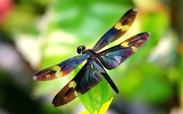 крылья, лист, насекомые, размытость, стрекоза