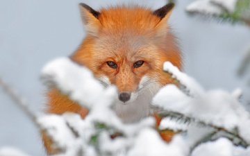 снег, зима, животные, лиса, лисица