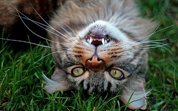 трава, кот, усы, кошка, взгляд, зубы