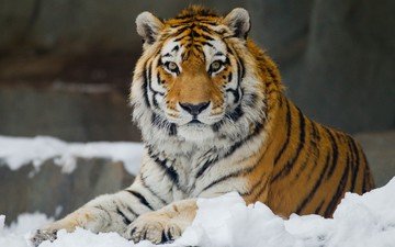 тигр, снег, взгляд, хищник, большая кошка, отдых, амурский
