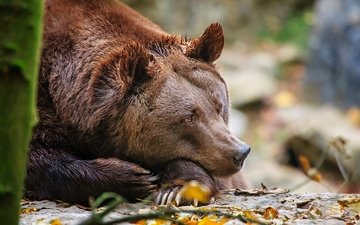 лес, медведь, лежит, отдых