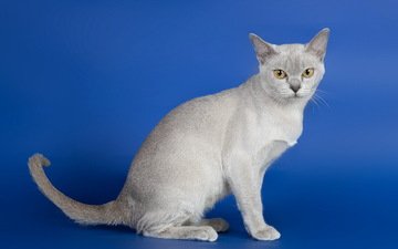 кошка, взгляд, синий фон, серый кот