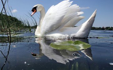 вода, отражение, белый, птицы, лебедь, шипун