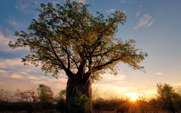 солнце, дерево, африка, баобаб, зимбабве