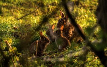 природа, кролики, семейка, крольчата