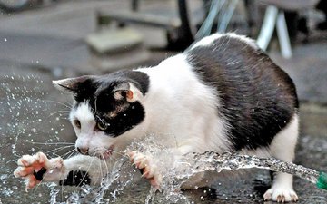 вода, кот, кошка