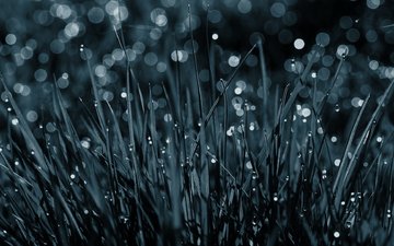 природа, дождь падает на траву