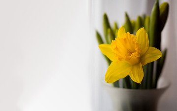 цветок, весна, ваза, нарцисс