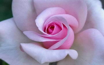 крупный план, нежные лепестки, розовый цветок