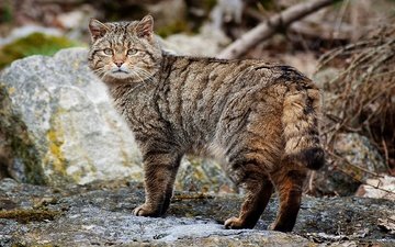 дикий кот, возле камня