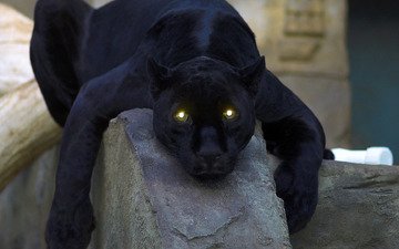глаза, кошка, пантера, черная