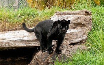кошка, пантера, черный ягуар, пантера на камне