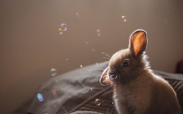 пузыри, кролик, животное, уши, крольчонок, серый. мыльные