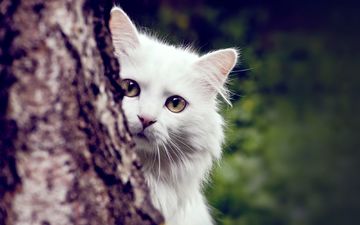 дерево, кот, кошка, пушистый, белый
