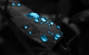 вода, капли, лист, turquoise water drops