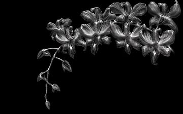 цветы, черный фон, орхидеи
