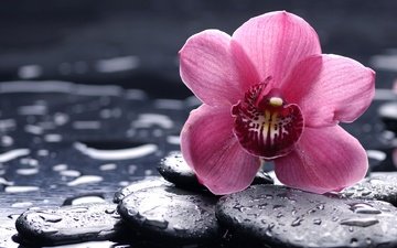 камни, цветок, розовая, орхидея, орхидею