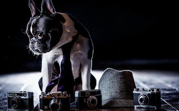 фон, собака, фотоапарат
