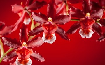 лепестки, экзотика, орхидеи