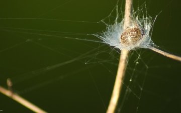 трава, паук