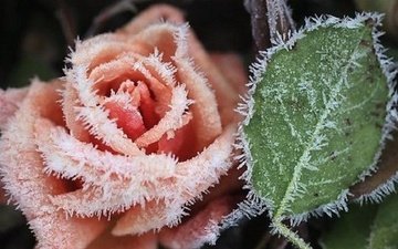 цветы, растения, мороз, роза