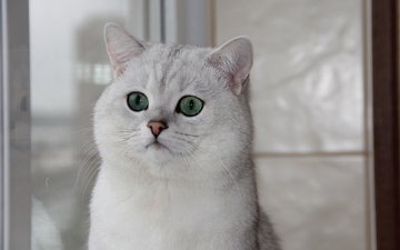 кошка, окно, зеленые глаза, британская шиншилла