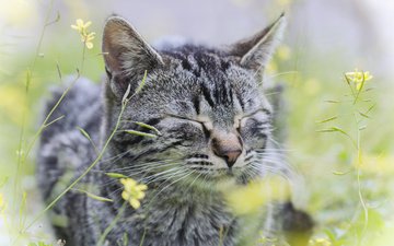 цветы, трава, кот, кошка, серый