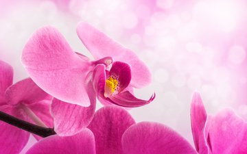 фон, цветок, лепестки, розовые, стебель, орхидея