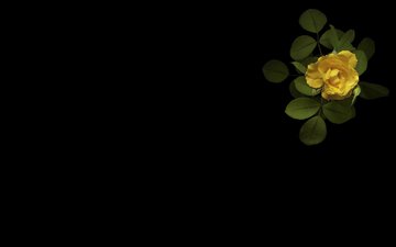 минимализм, черный фон, желтая роза