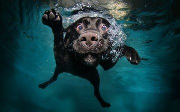 собака в воде.черный пес плюхнулся в воду и с, которая расположена на дне., лабрадор-ретривер