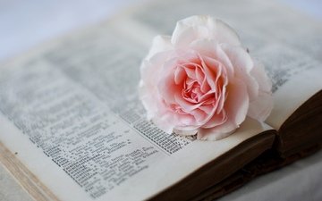 цветок, роза, розовая, книга, страницы, словарь