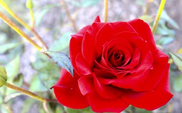 макро, фото, красная роза