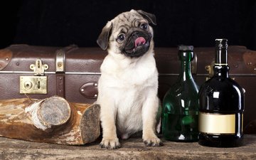собака, бутылки, чемодан, полено, мопс