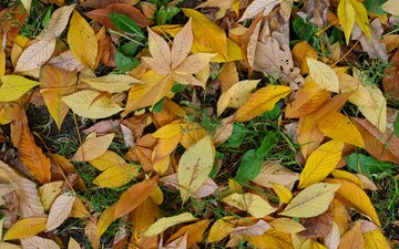 желтый, зелёный, осень, листик, жёлтая, autumn (лист, грин